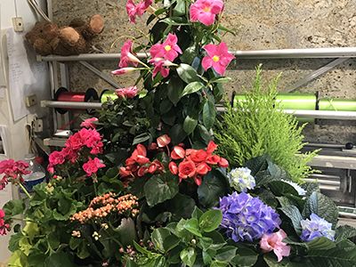 Coupe de plantes
